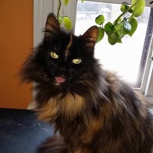 Meet your Posher, Crystal